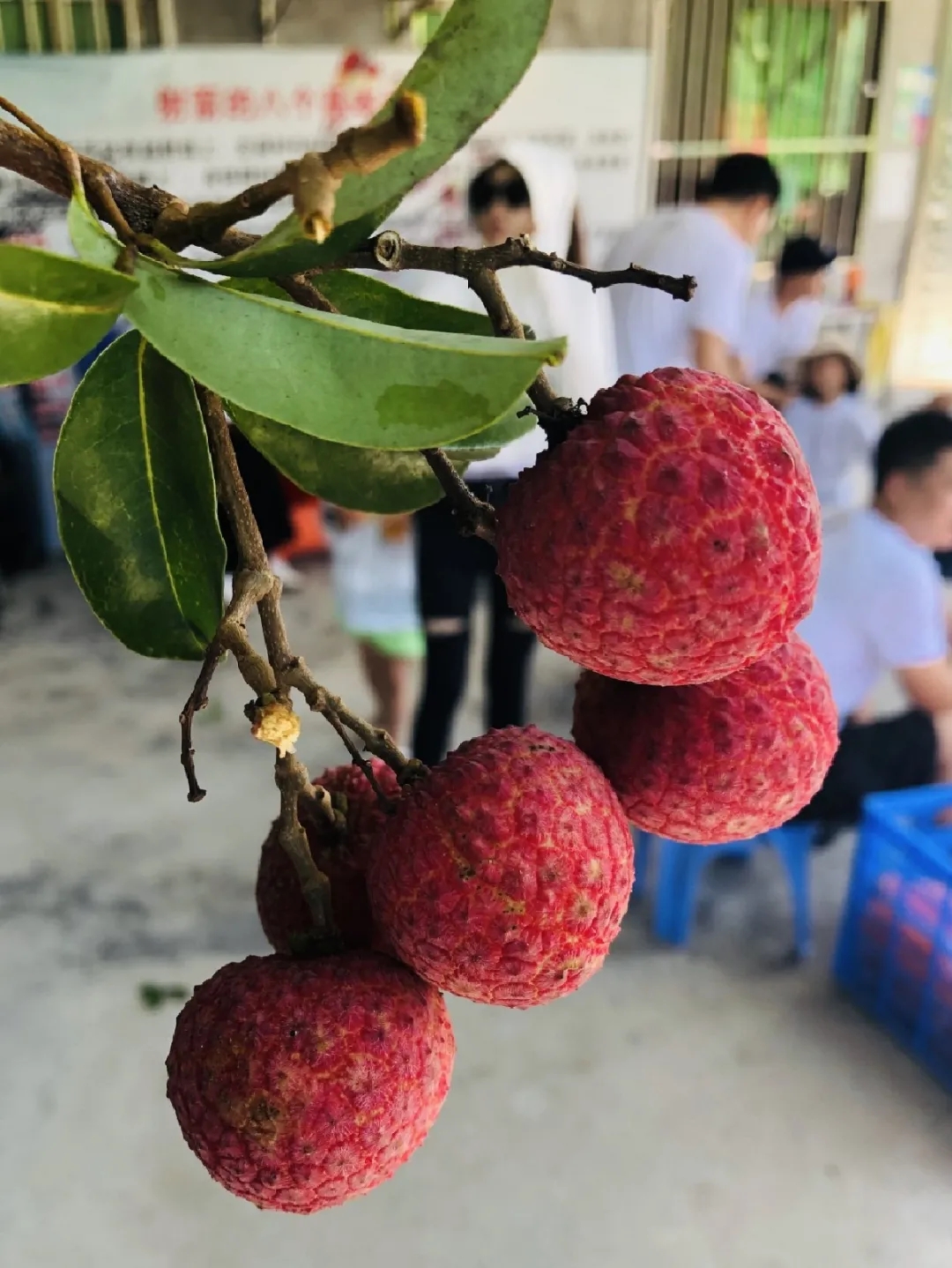 2024新澳门免费原料大全